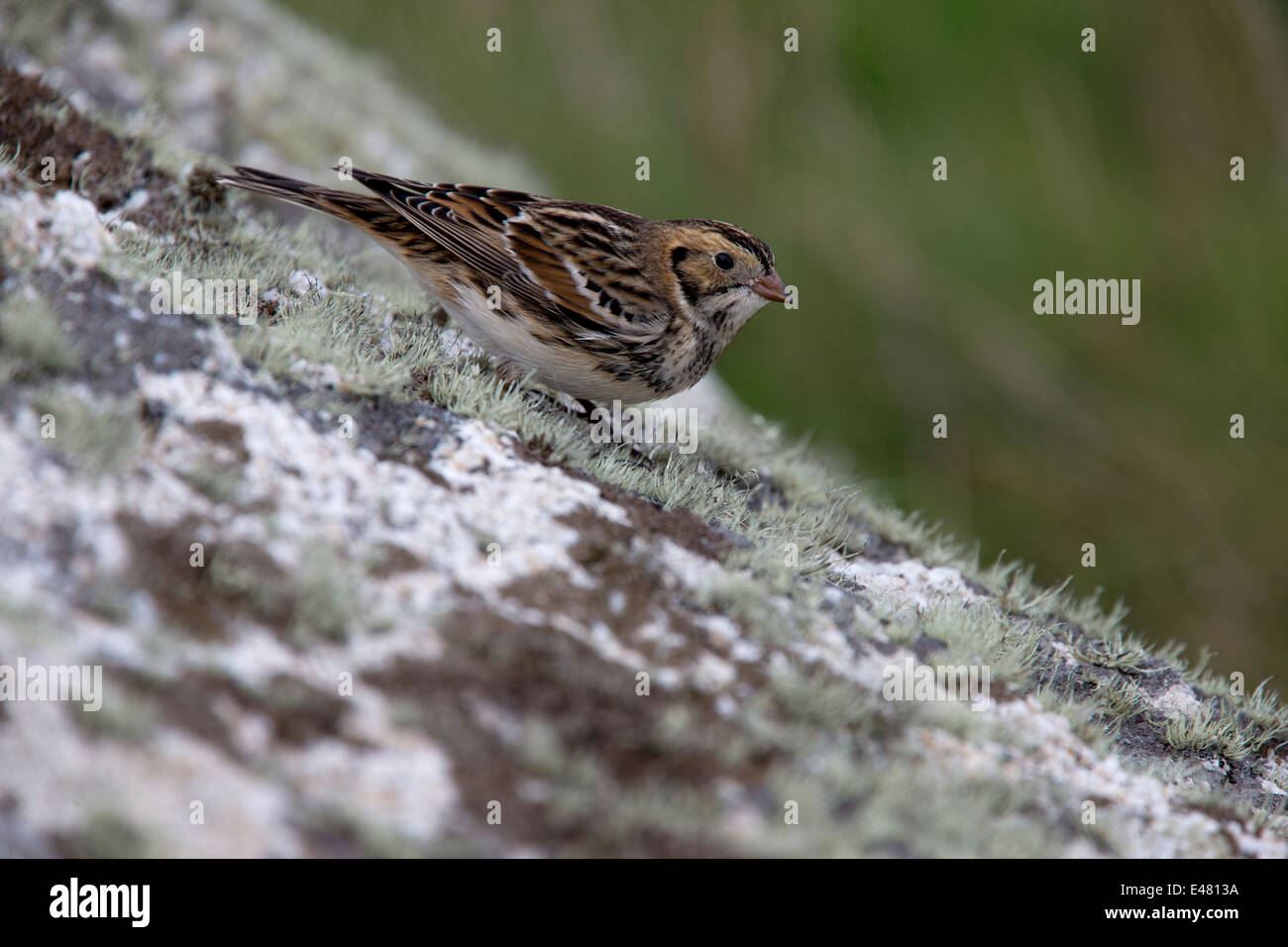 An adult winter Lapland Bunting on a lichen-covered rock, St Marys, Scilly Isles, Cornwall, UK. Stock Photo