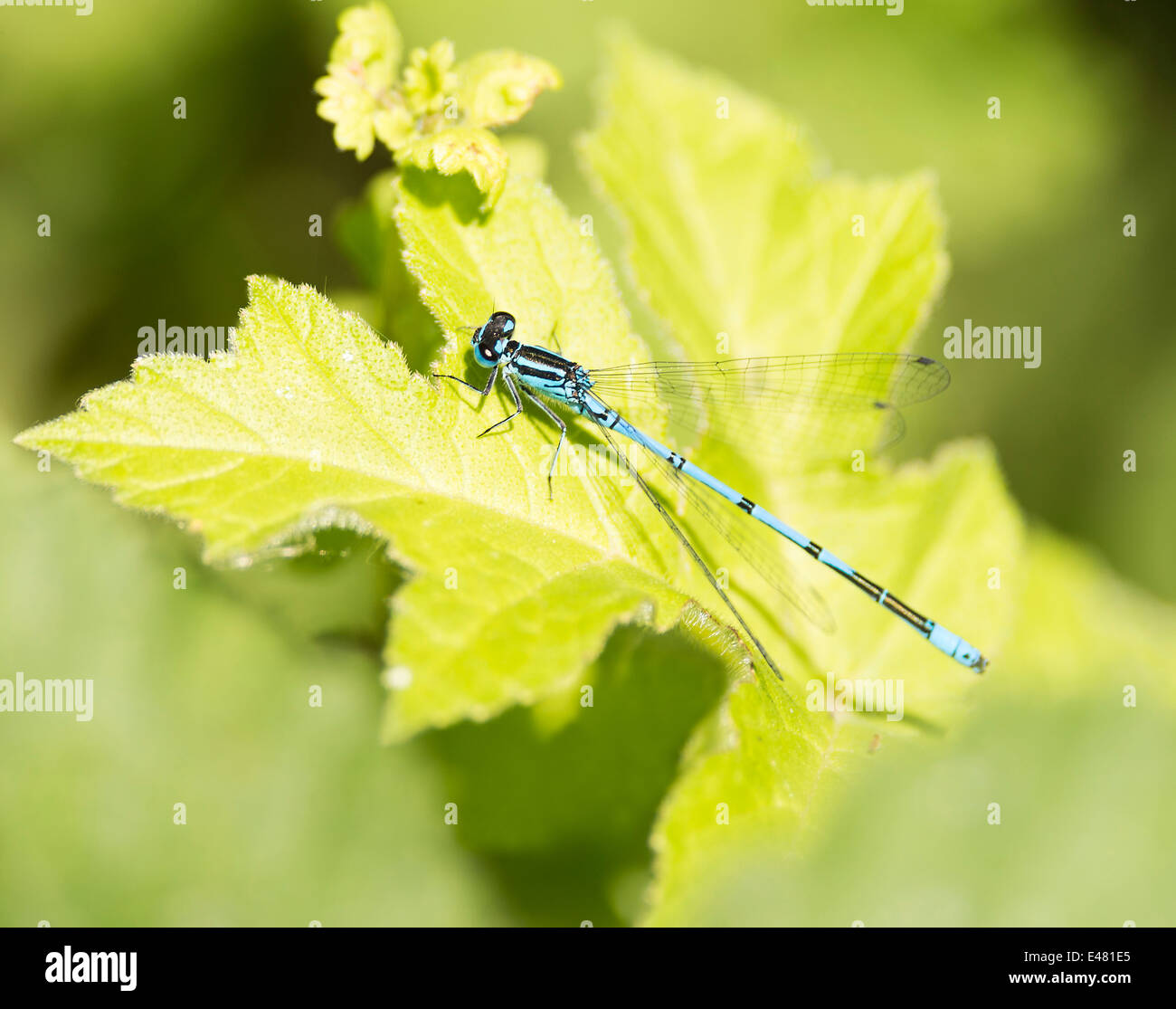 Male Common Blue Damselfly  Resting on a Leaf in Sunshine at Old Moor Dearne Valley Barnsley Yorkshire England UK Stock Photo