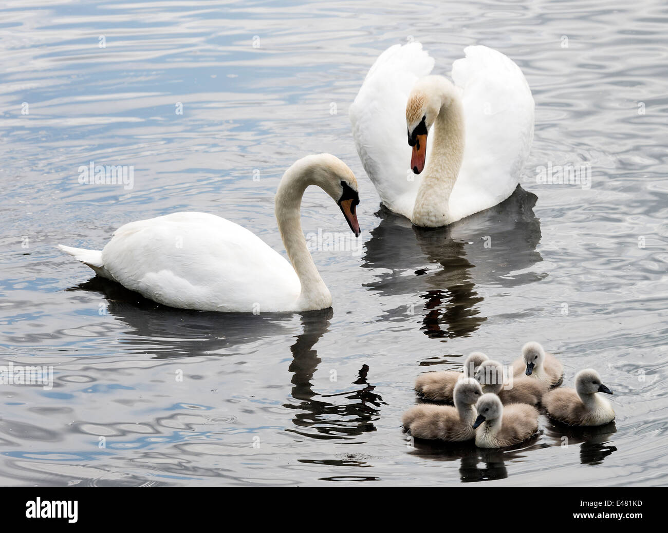 Mute Swan Family High Resolution Stock Photography and Images Alamy