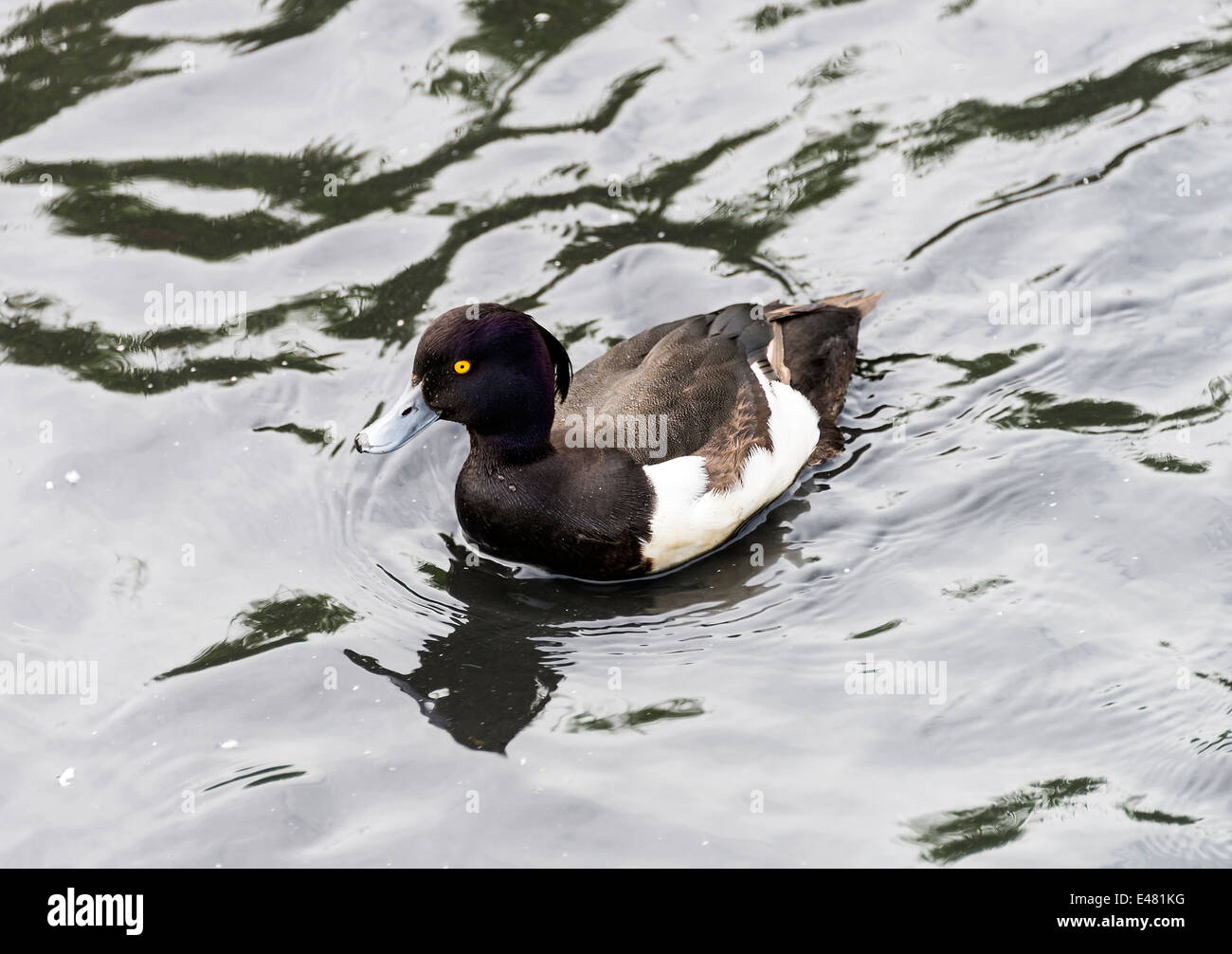 A Male Tufted Duck Swimming on Water at Fairburn Ings West Yorkshire England United Kingdom UK Stock Photo