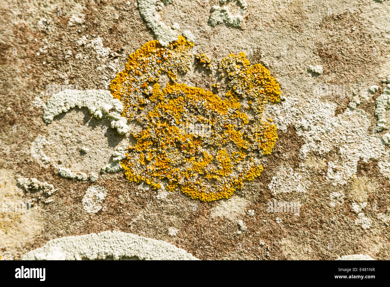 Xanthoria parietina, Yellow scale, common orange, maritime sunburst or shore lichen. On gravestone, United Kingdom. Stock Photo