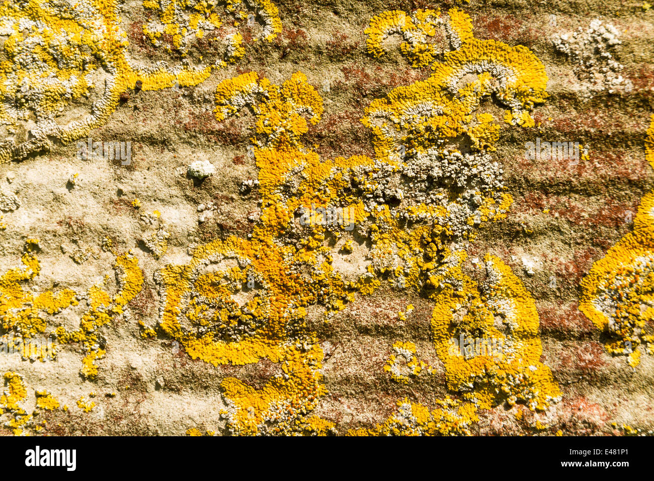 Xanthoria parietina, Yellow scale, common orange, maritime sunburst or shore lichen. On gravestone with chisel lines Stock Photo