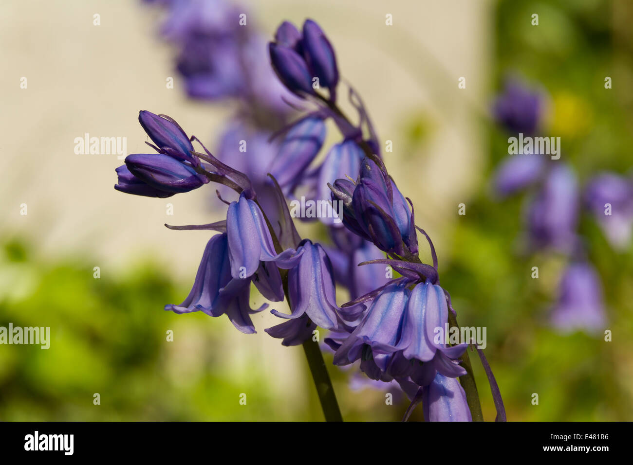 This is Hyacinthoides Hybrid bluebells are cross between common bluebell, H. non-scripta and the Spanish bluebell, H. hispanica Stock Photo