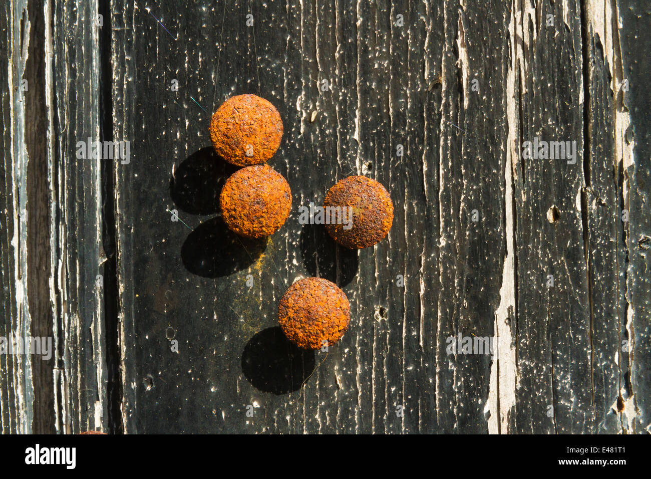 Rusted drawing pins, thumb tacks or push pins on the surface of an old door with peeling black paint. Stock Photo