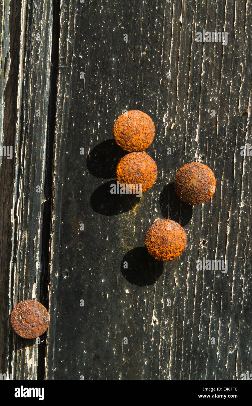 Rusted drawing pins, thumb tacks or push pins on the surface of an old door with peeling black paint. Stock Photo