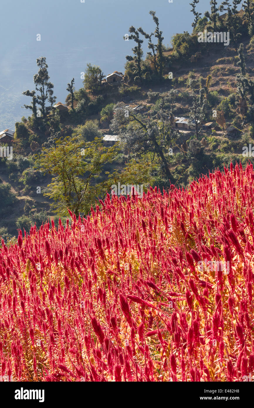 A field of amaranth on a Himalayan mountain,Uttarakhand, India Stock