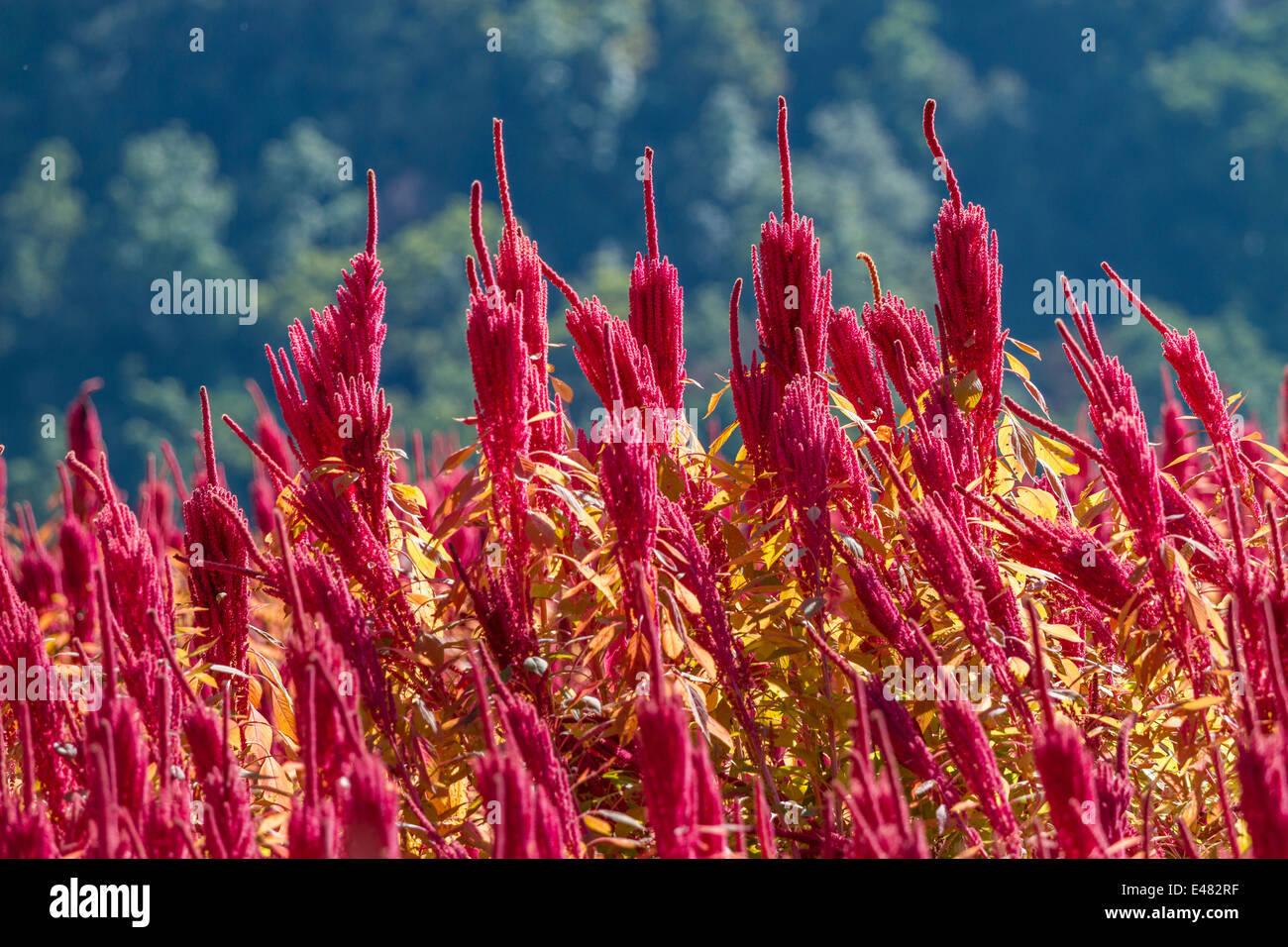 Amaranth seed heads, Uttarakhand, India. Stock Photo