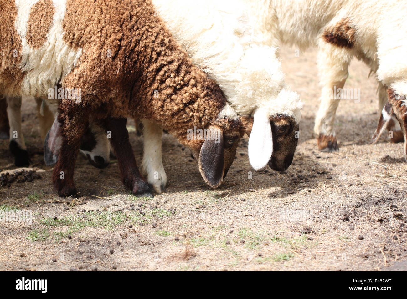 White and brown sheep in the farm Stock Photo - Alamy
