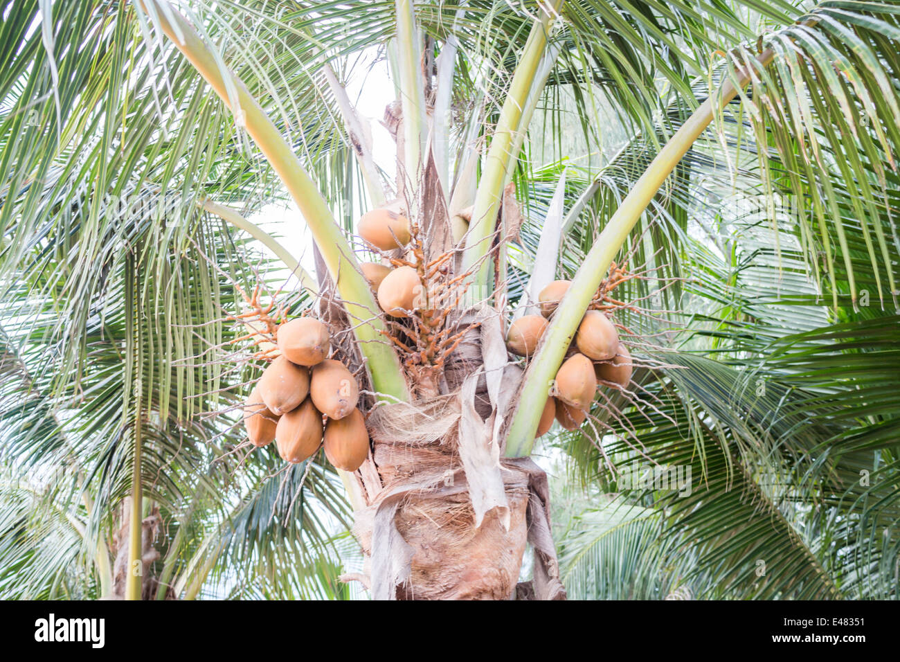 Group of coconuts on coconut tree, stock photo Stock Photo Alamy