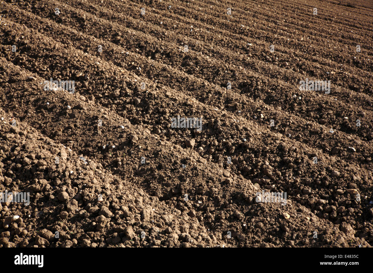 A view of ridges on a planted up crop of potatoes on a Norfolk farm ...