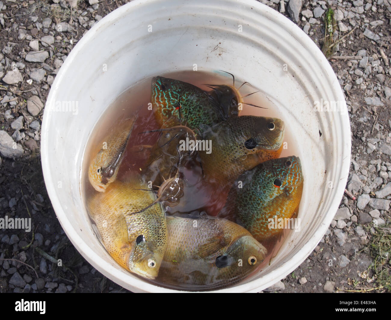 Bucket filled with sunfish and catfish caught fresh from Cayuga Lake, New York, USA, June 15, 2014, © Katharine Andriotis Stock Photo