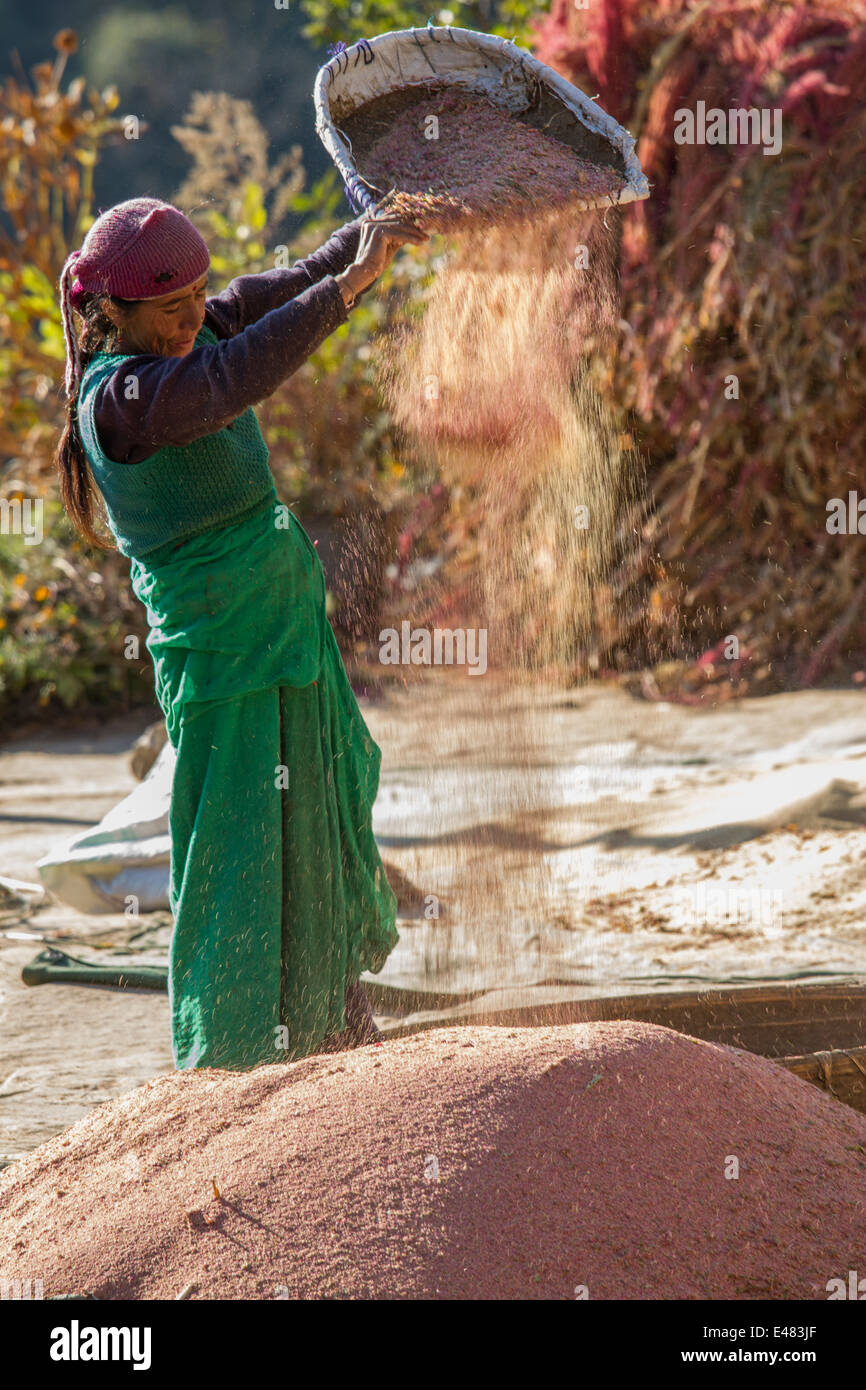 A woman winnowing the chaff, Uttarakhand, India Stock Photo Alamy