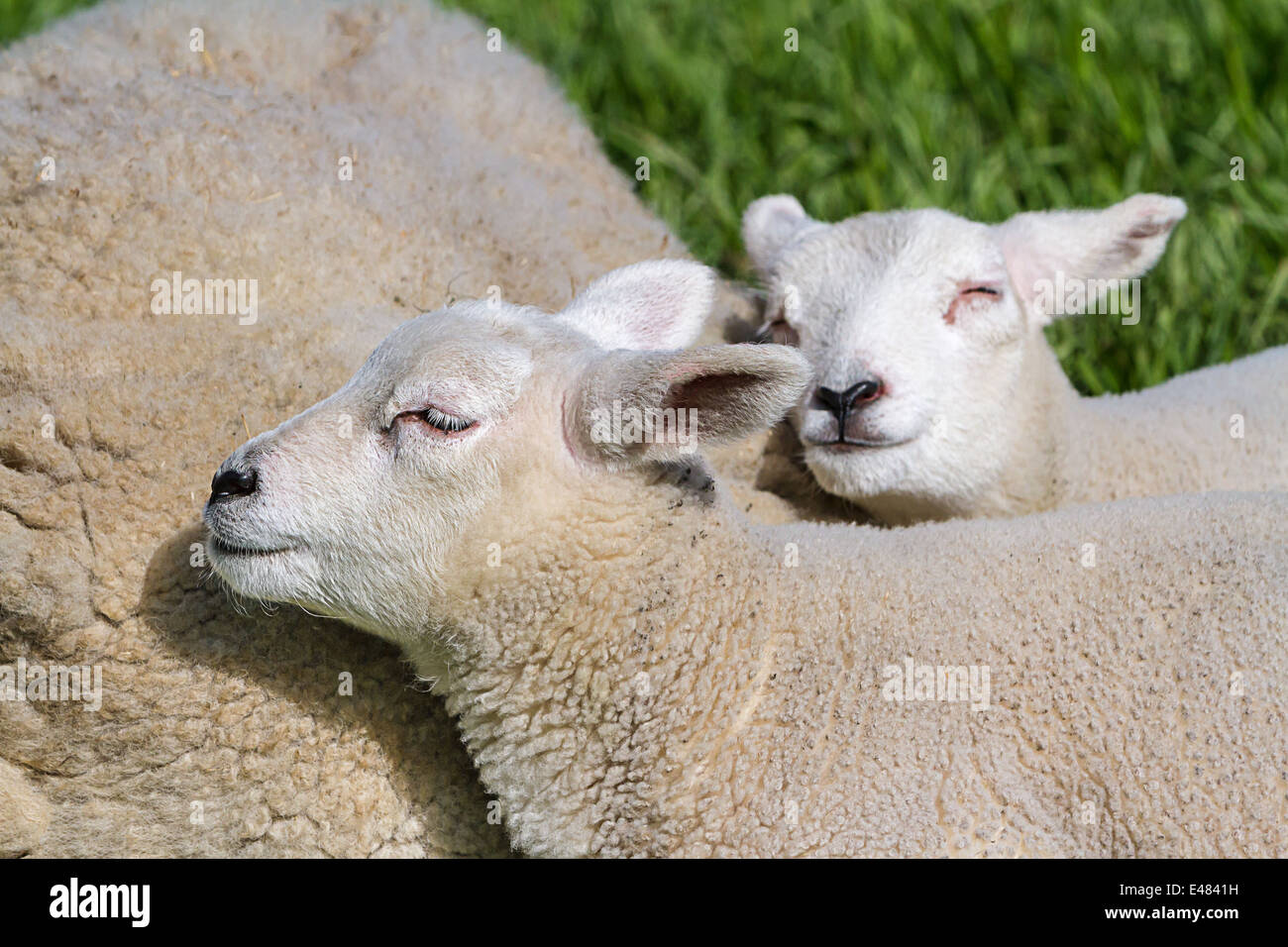 Mother lamb and two baby lamb sleep down in the meadow Stock Photo Alamy