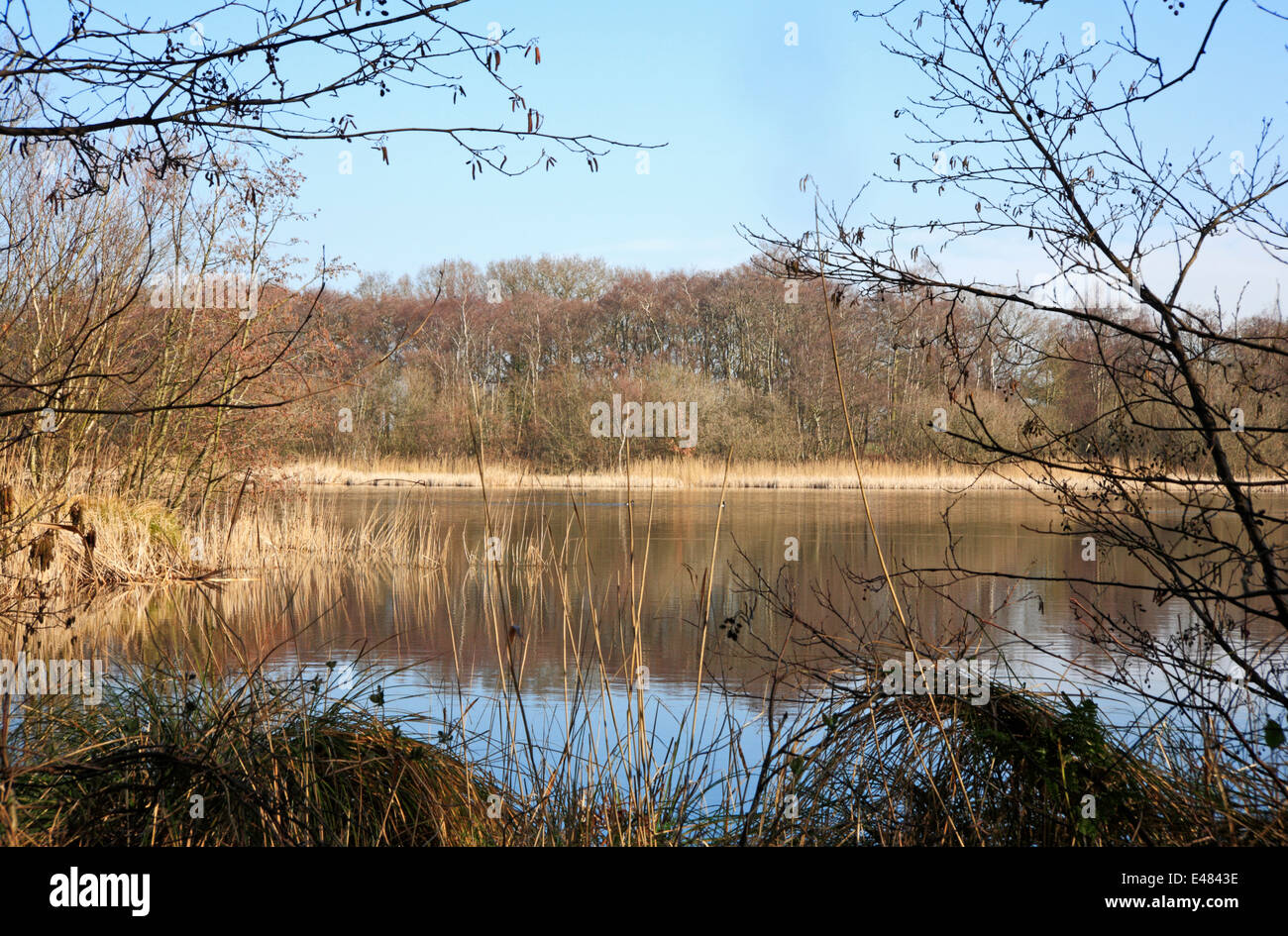 A view of Alderfen Broad Nature Reserve near Neatishead, Norfolk ...