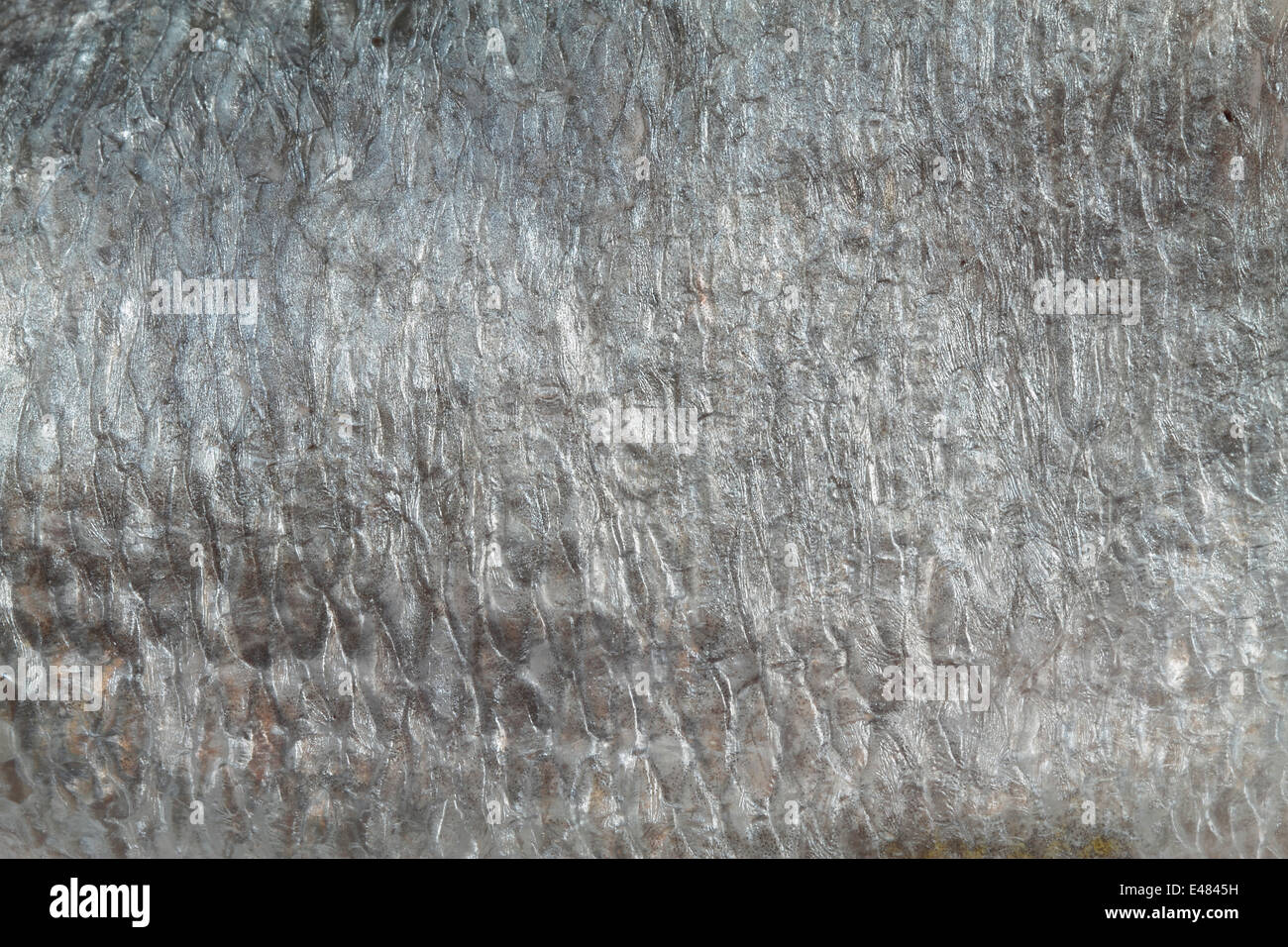 background of the scales of a bream Stock Photo - Alamy