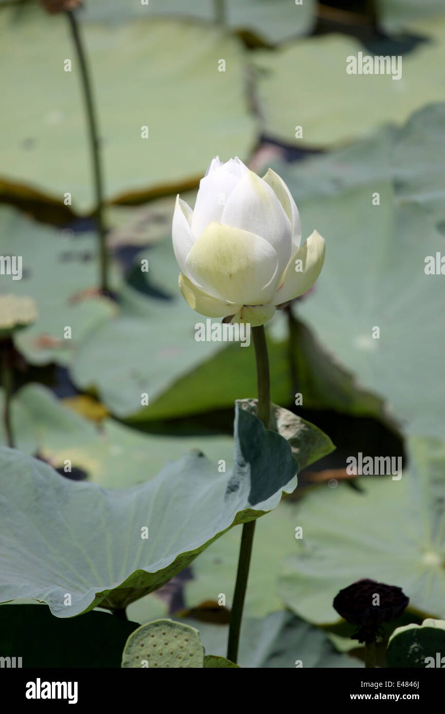White lotus bud in the pond. Stock Photo