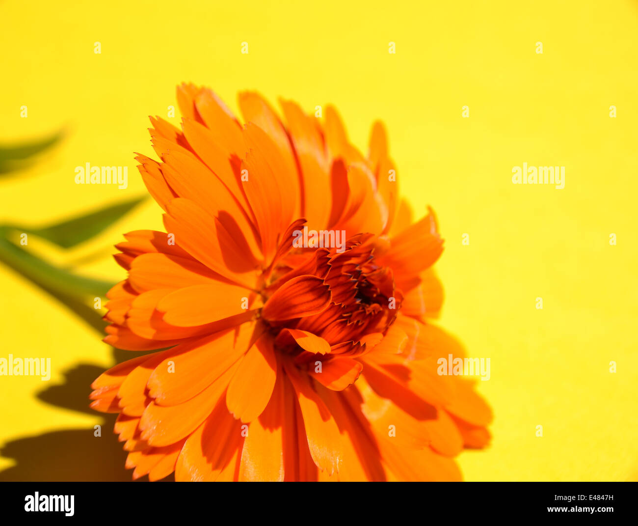 Pot  marigold, Calendula officinalis: Indian Prince Stock Photo