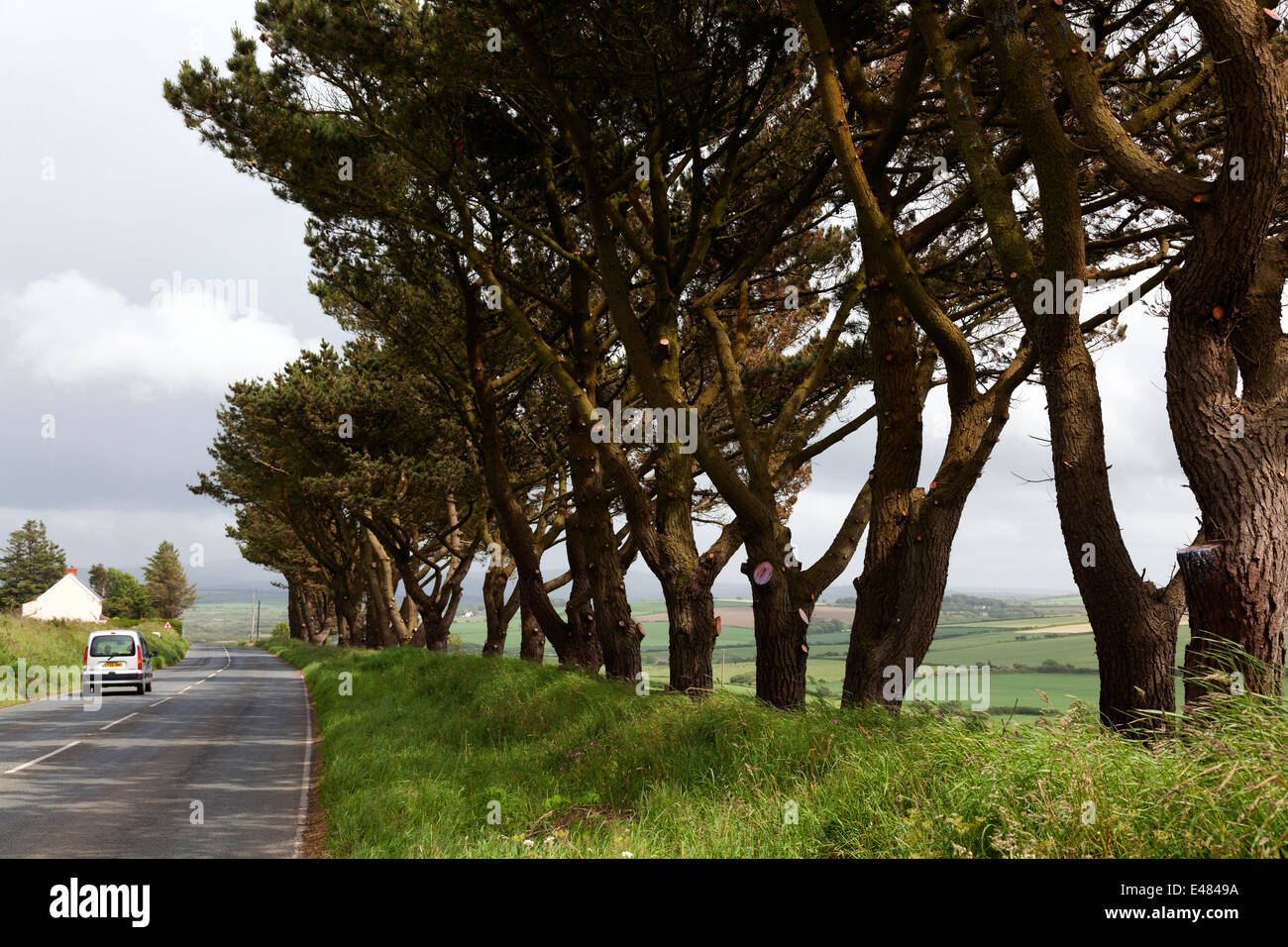 Imposing roadside trees near Mathry, Pembrokeshire Stock Photo