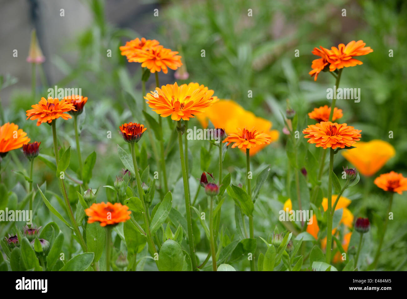 Pot  marigold, Calendula officinalis: Indian Prince with Californian poppies in the background Stock Photo