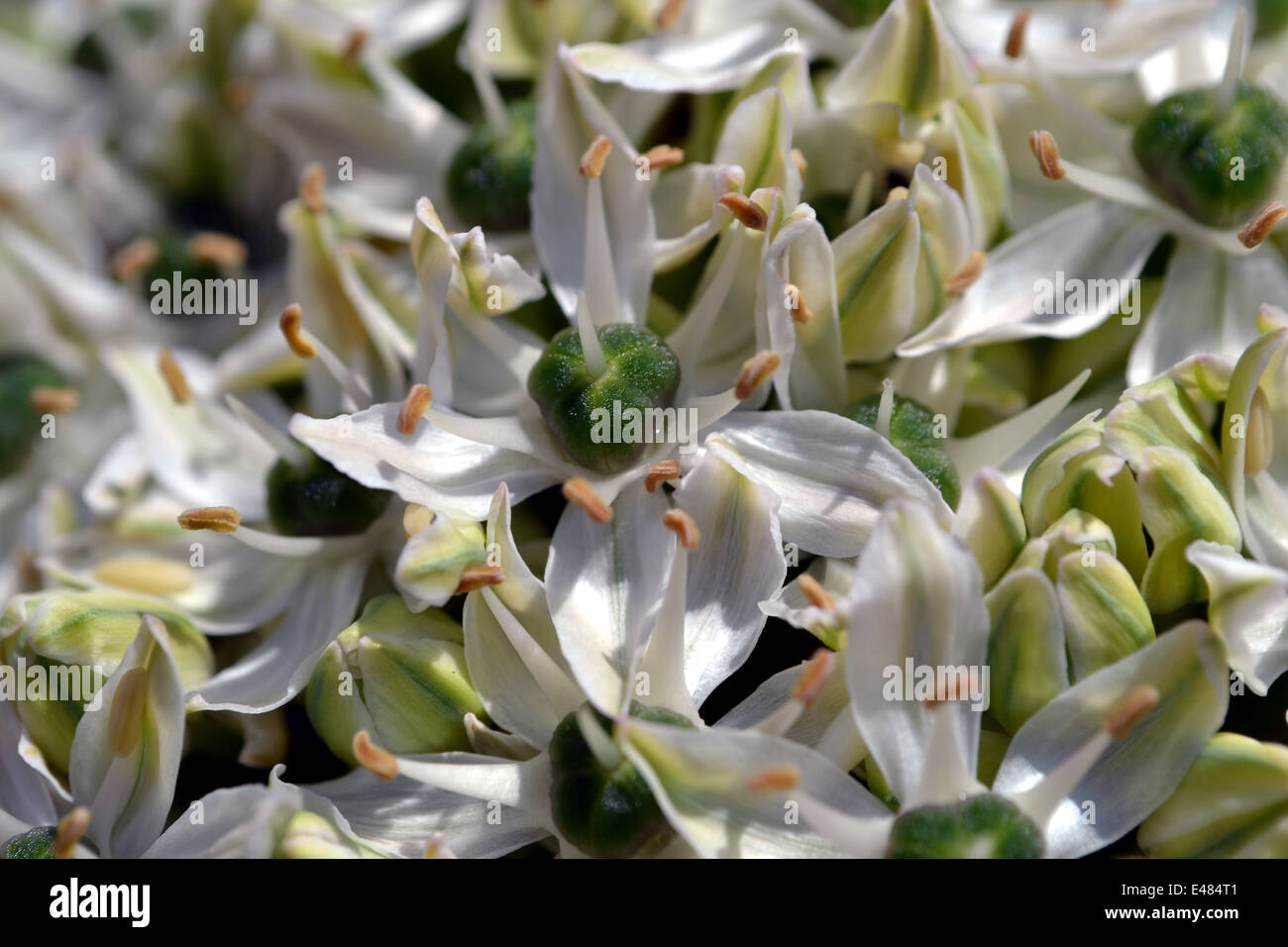 Close up of Allium Nigrum flower Stock Photo