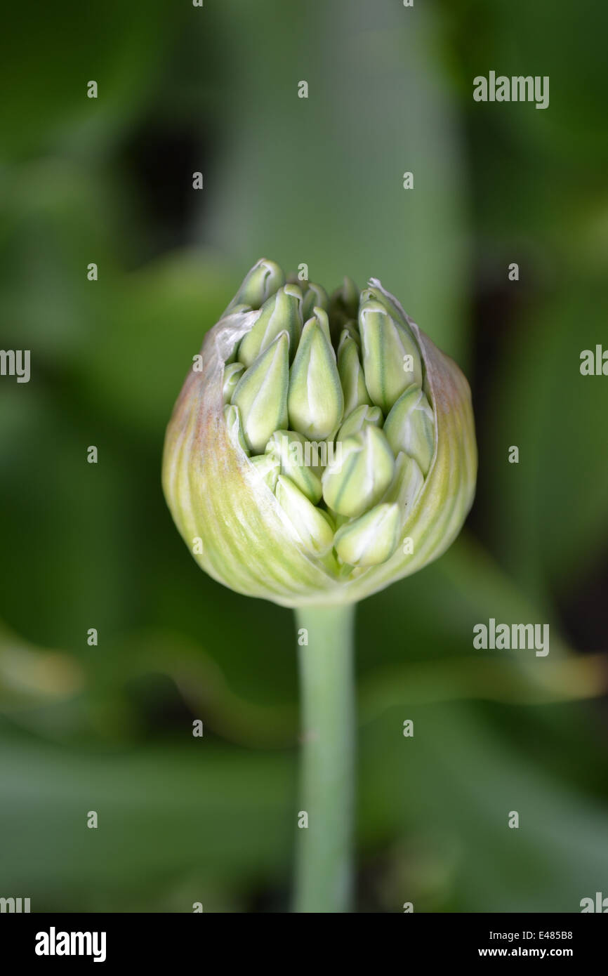 Allium nigrum bud opening, early summer Stock Photo