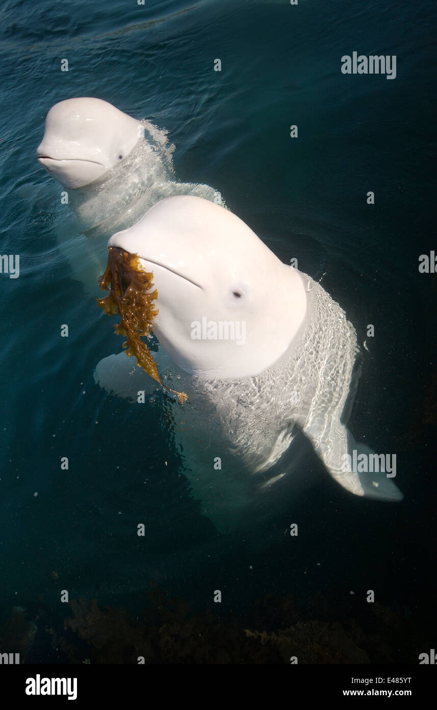 Two Beluga whale or White whale (Delphinapterus leucas) playing algae on the surface. Sea of Japan, Far East, Primorye, Primorsky Krai, Russia Stock Photo