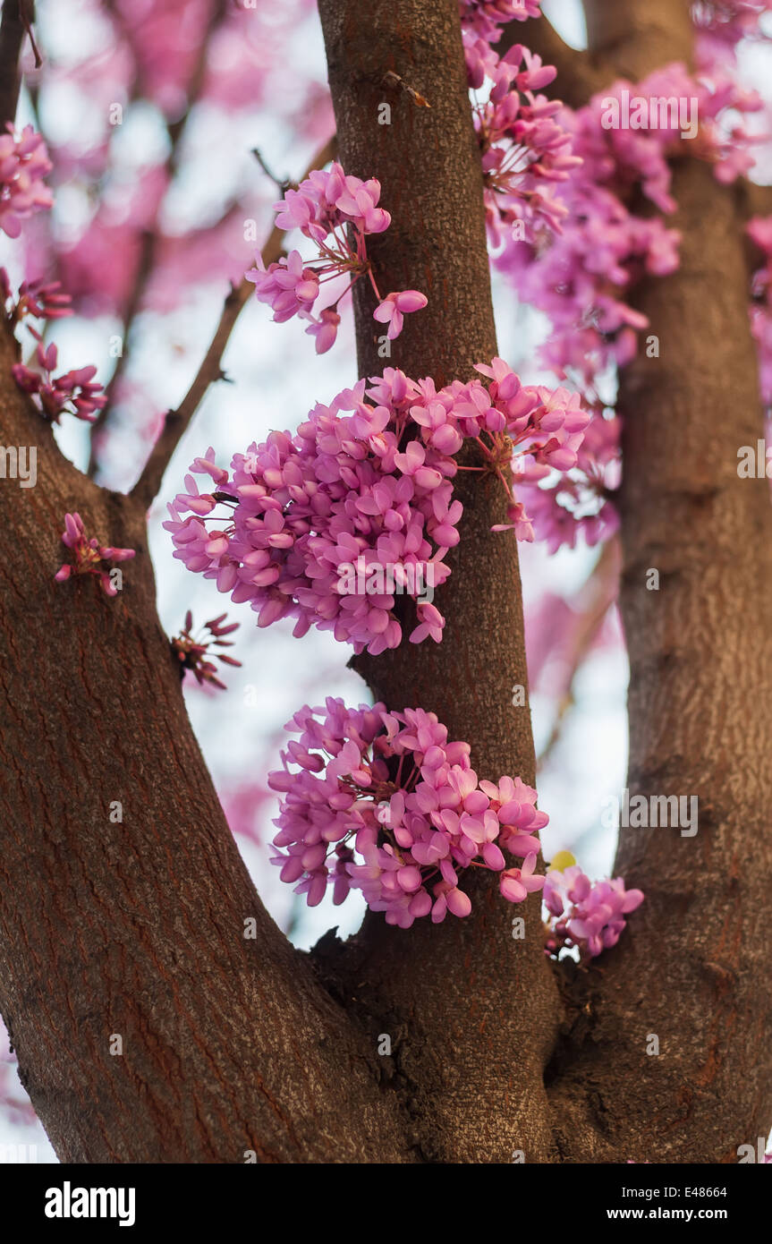 Pink flowers growing on tree Stock Photo Alamy