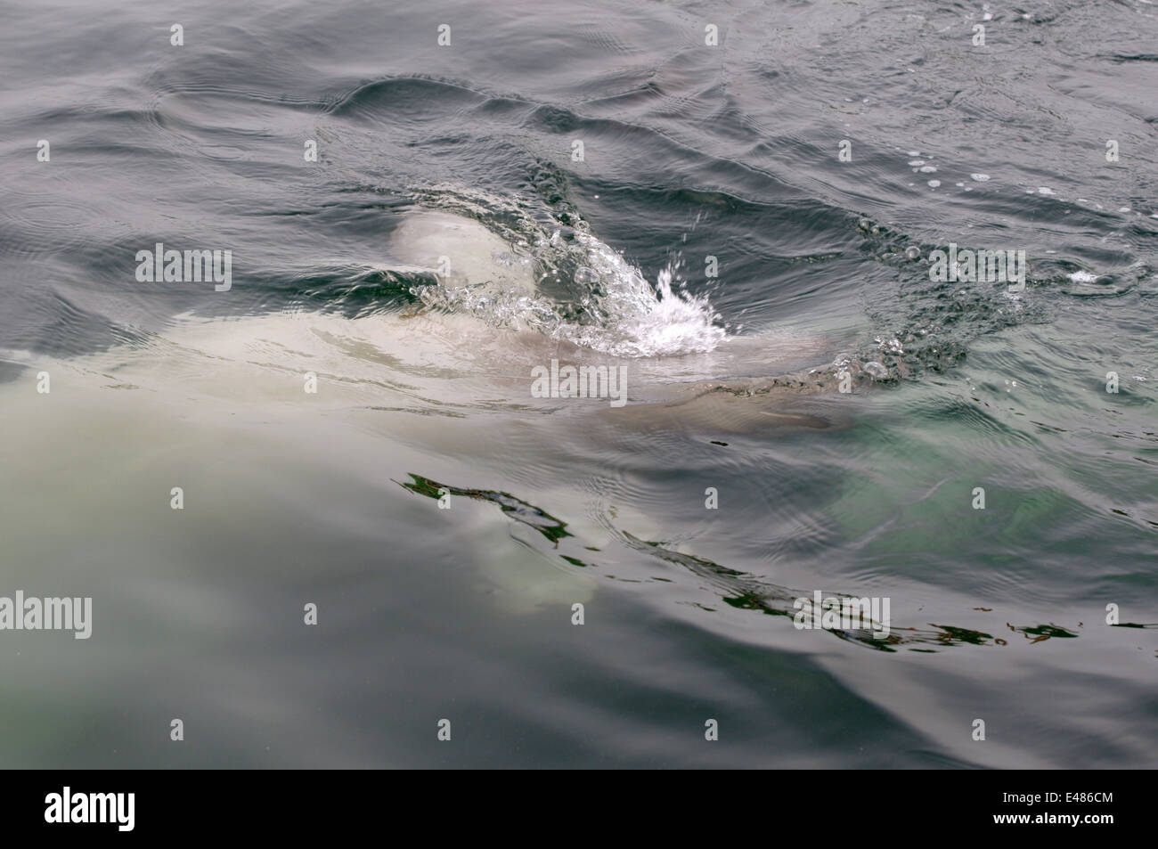 beluga whale or white whale (Delphinapterus leucas) Sea of Japan, Far East, Primorye, Primorsky Krai, Russia Stock Photo