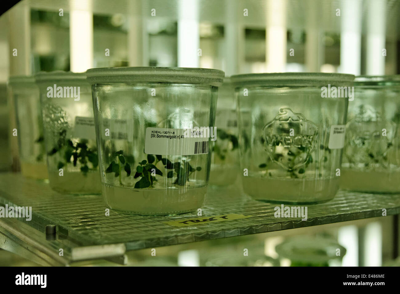Max Planck Institute for Molecular Plant Physiology Stock Photo - Alamy