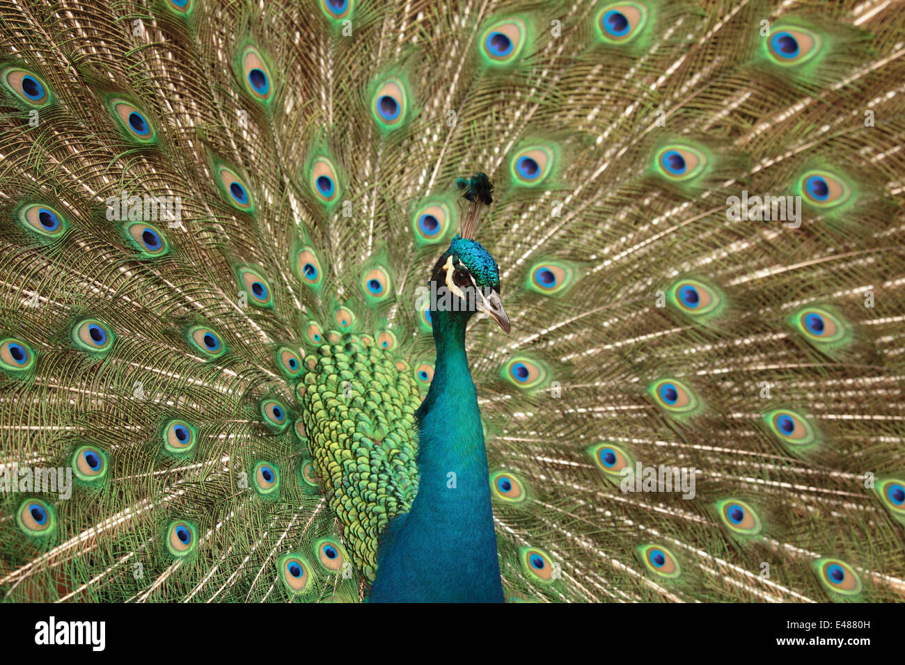 a beautiful male peacock displaying his colorful tail Stock Photo - Alamy