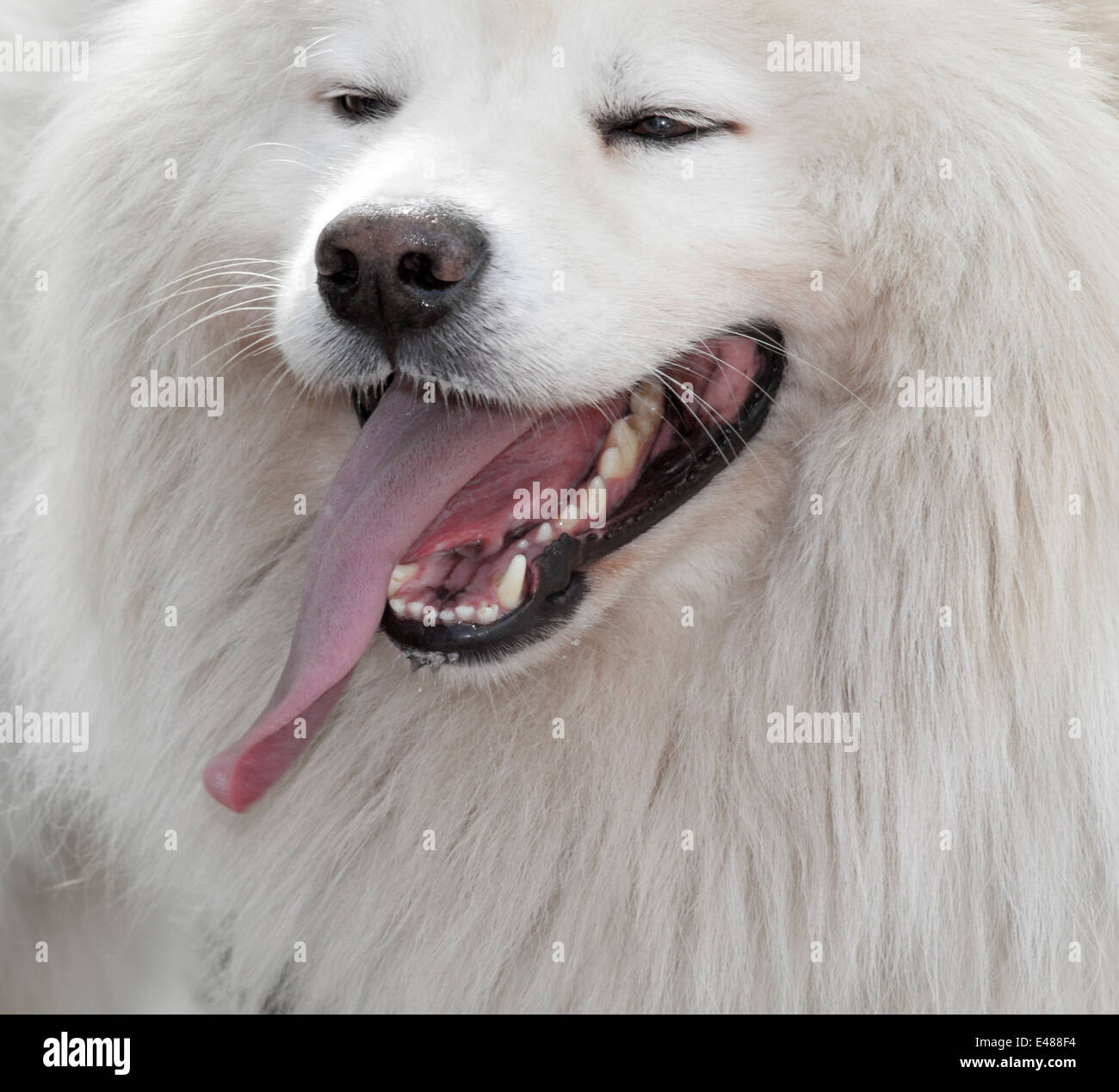 Dog portrait of a Samoyed or Bjelkier. It takes its name from the Samoyedic peoples of Siberia. Stock Photo