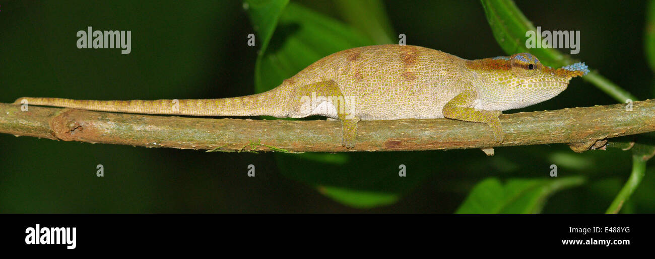 Boettger's chameleon - Calumna boettgeri Stock Photo