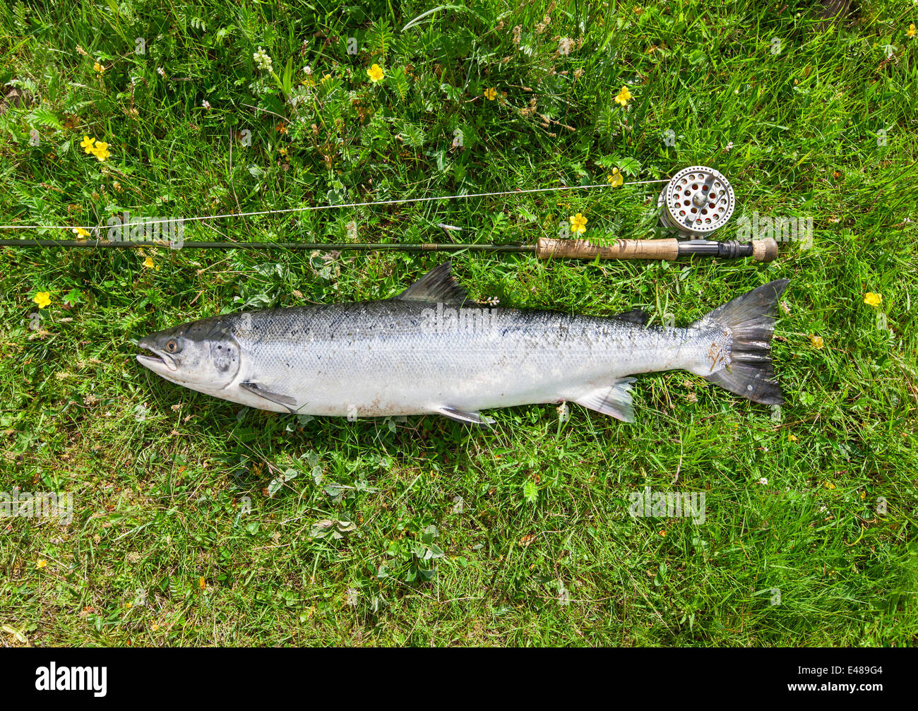 Atlantic salmon and fly rod on the river bank Stock Photo
