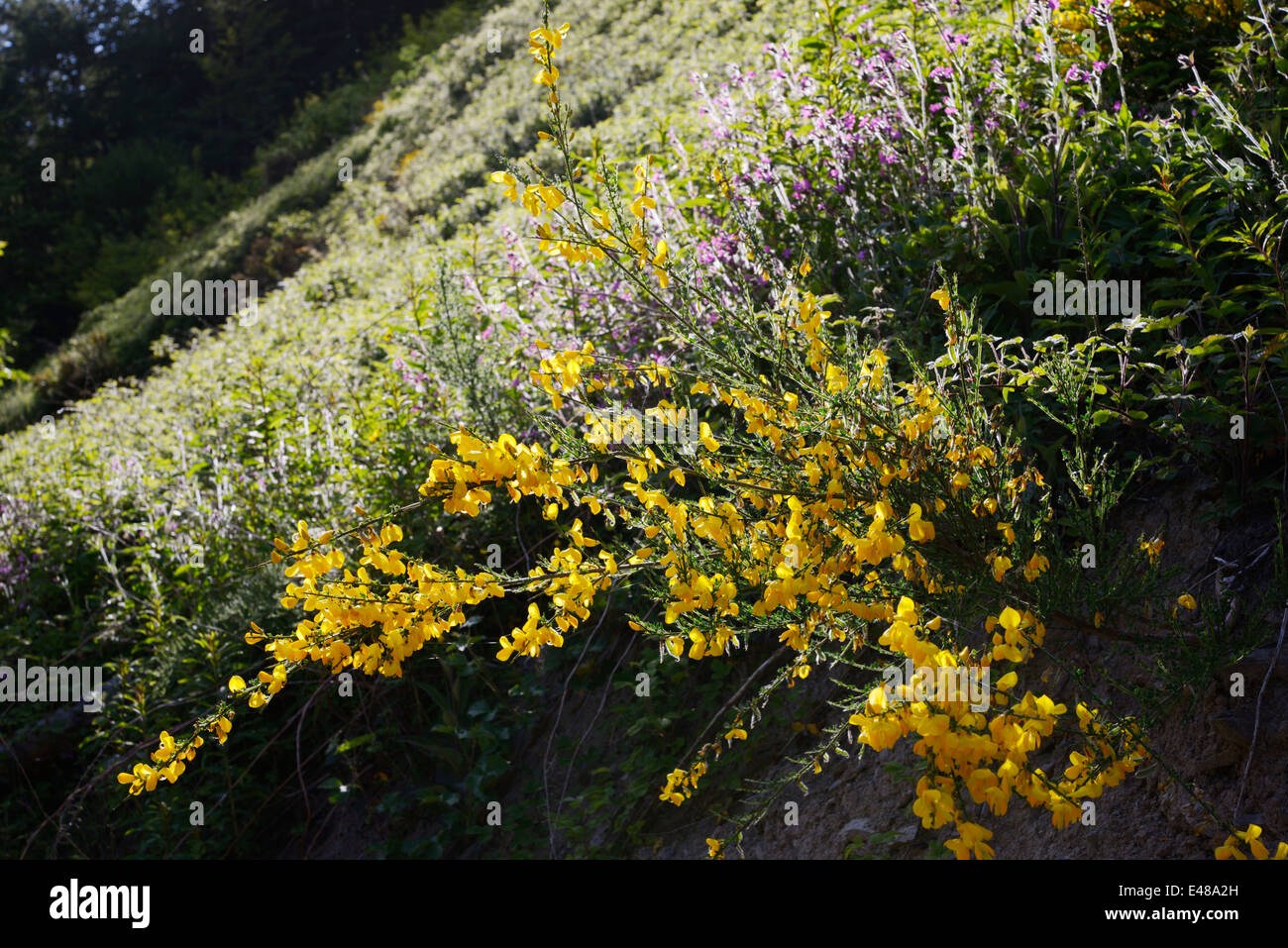 Cytisus scoparius, Broom bush in flower, Wales, UK Stock Photo