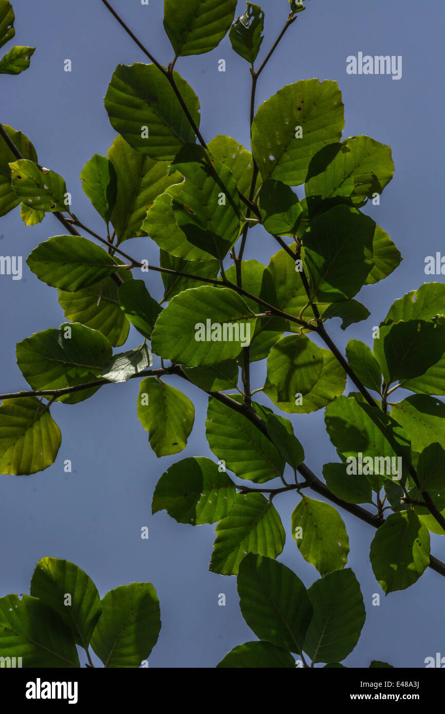 Branches and leaves of Beech / Fagus sylvatica the summer sunlight filtering through the foliage. Stock Photo