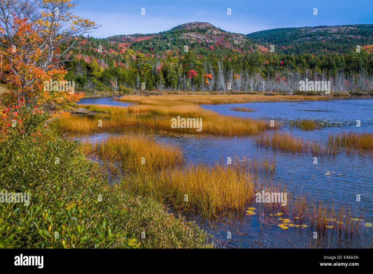 Seal Cove Pond In The Colors Of Autumn, Mount Desert Island, Acadia