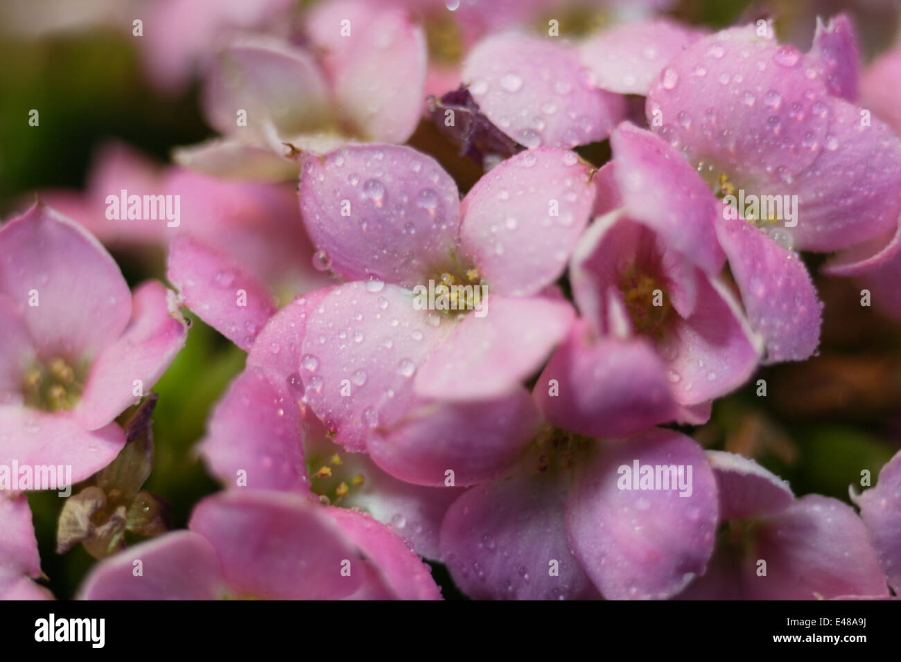 Purple blooms hi-res stock photography and images - Alamy
