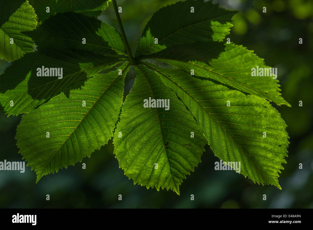 Detail of the leaves of Horse Chestnut / Aesculus hippocastanum best known for its 'conkers' in the autumn. Once used as a medicinal plant. Stock Photo