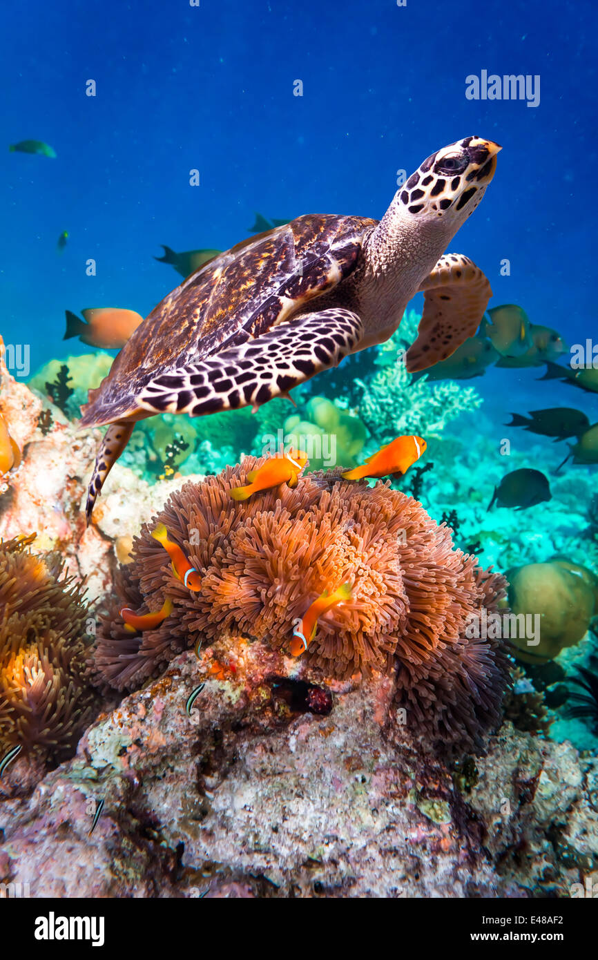Hawksbill Turtle - Eretmochelys imbricata floats under water. Maldives Indian Ocean coral reef. Stock Photo