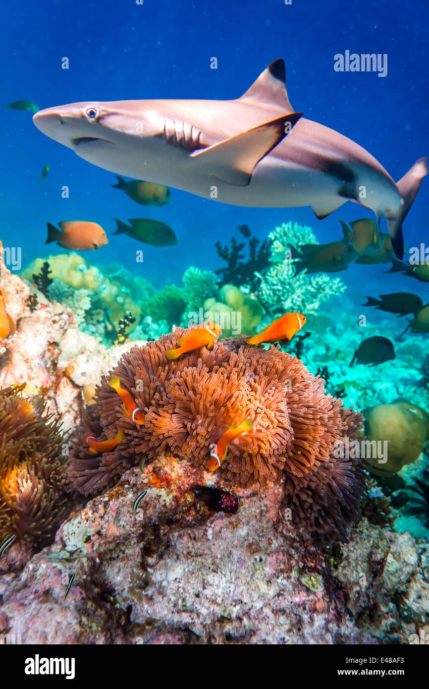 Reef with a variety of hard and soft corals and tropical fish. Maldives Indian Ocean. Stock Photo