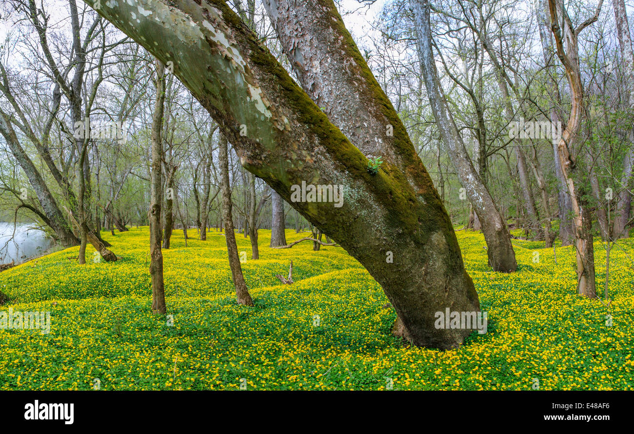 Flowers Covering The Forest Floor Alongside The Little Miami River During Early Spring, Southwestern Ohio, USA Stock Photo