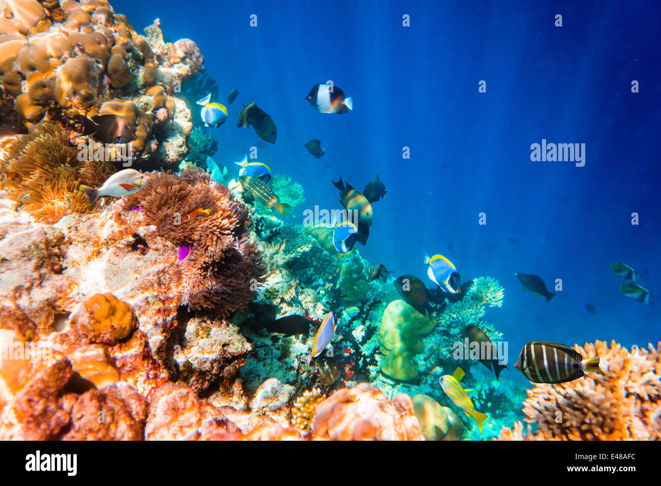Reef with a variety of hard and soft corals and tropical fish. Maldives Indian Ocean. Stock Photo