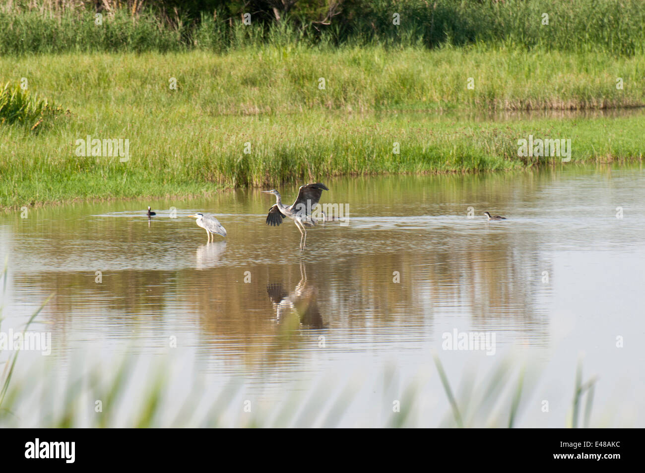 Heron fishing in the wetlands Stock Photo