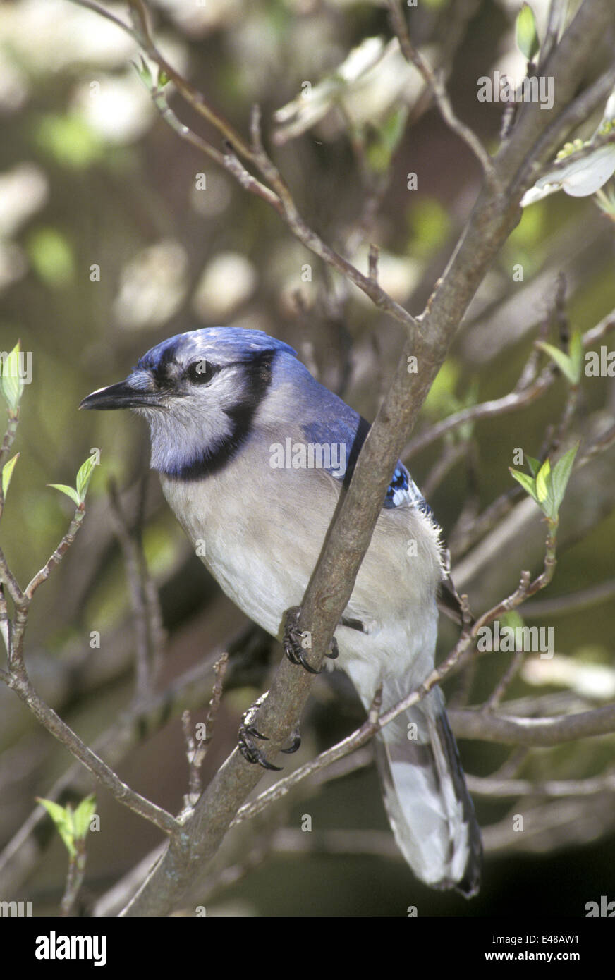 Elegant bluejay, Cyanocitta cristatta, perching on the branch with new spring buds and blooms, Missouri USA Stock Photo