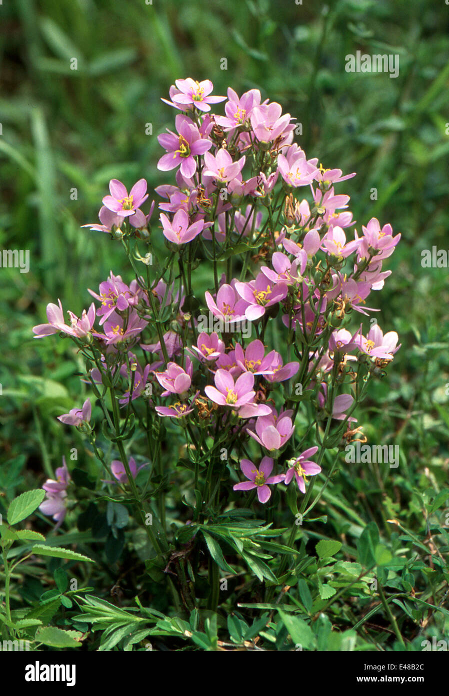 Sabatia Angularis 'Rosepink'- native plant, Missouri, USA Stock Photo