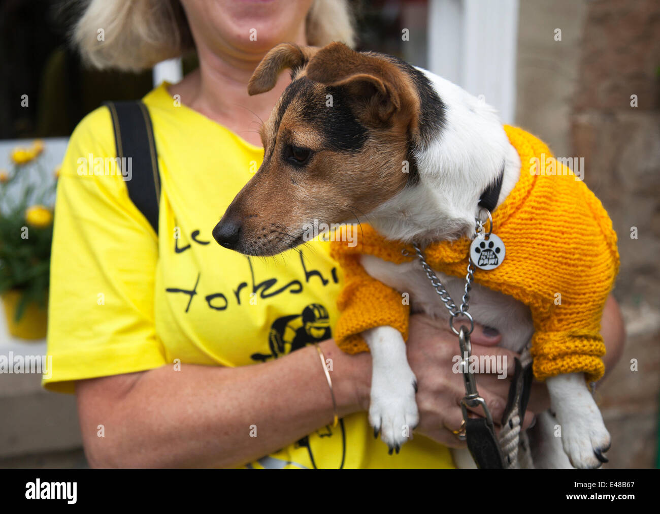 Animals in clothes in West Tanfield, Yorkshire, UK. 5th July, 2014. Jack Russell Terrier wearing yellow knitted jumper.  The village has especially embraced the “Le Grand Depart, and hosted a fanzone, food and crafts fair, and market stalls celebrating with a new beer –Tour de Ale. The Tour de France is the largest annual sporting event in the world. It is the first time Le Tour has visited the north of England having previously only made visits to the south coast and the capital. Stock Photo