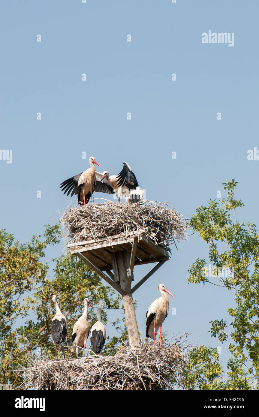 storks in their nests and chicks Stock Photo - Alamy