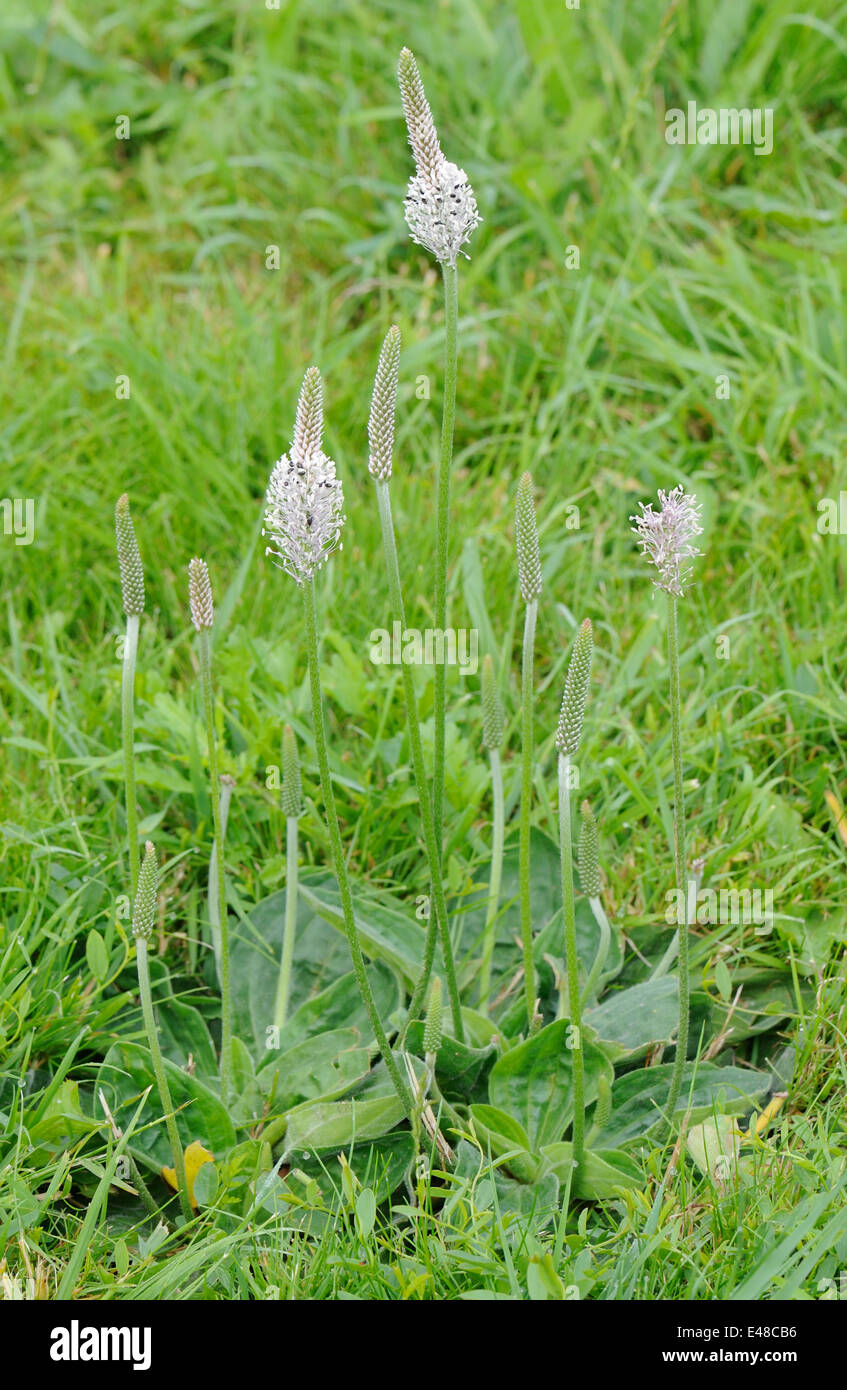 Hoary Plantain (Plantago media) plant with flowers. The flowers are covered with small beetles. Orwell, Cambridgeshire, UK. Stock Photo