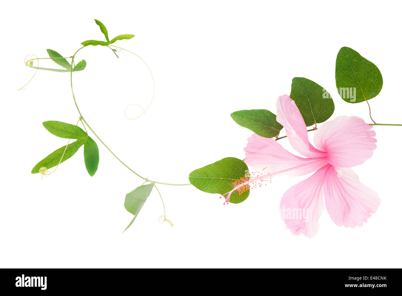 Green passionflower plant and hibiscus close up is isolated on white background Stock Photo