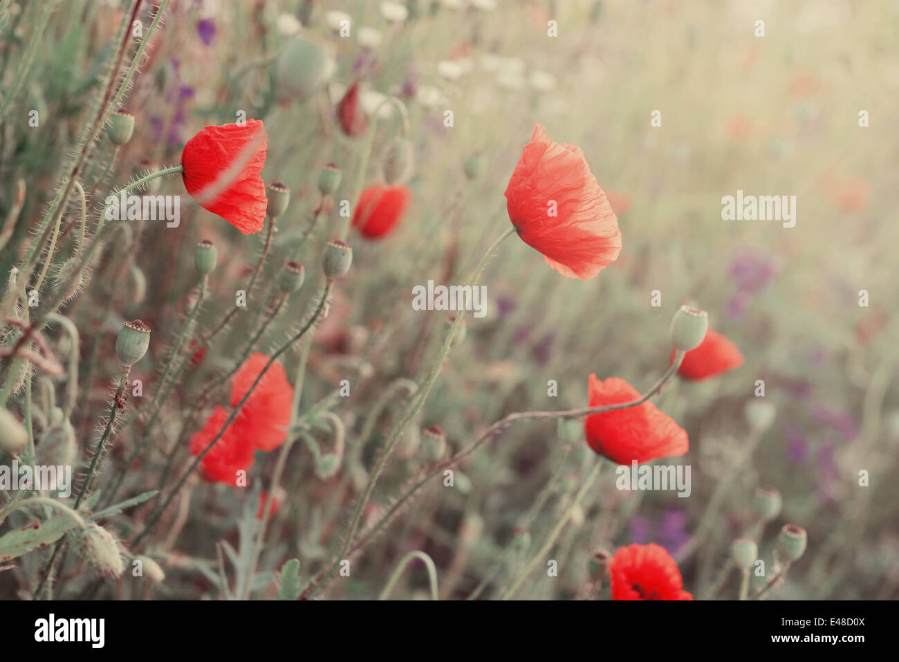 Field with blooming Poppy Flowers in summer closeup Stock Photo
